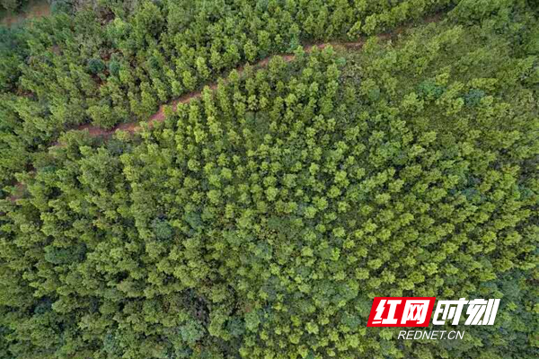 &ldquo;碳&rdquo;路观察②丨湖南林业的雄心：助力湖南提前实现&ldquo;碳中和&rdquo;