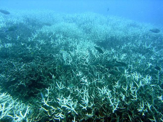 这四项全球气候变化关键指标均打破纪录，带来哪些不利影响？